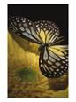 Black and Yellow Butterfly on Yellow Flower