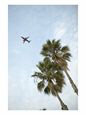 Palm Trees and Sky and Airplane