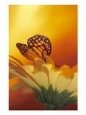 Monarch Butterfly on Daisy
