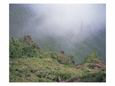 Flowering Plants on a Mountain Side