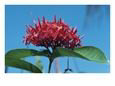 Red Flower and Blue Sky