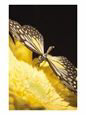 Black and Yellow Butterfly on Yellow Flower