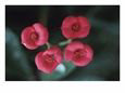 Red Flower on Green Stem with Green Leaves