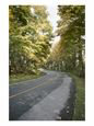 Highway Through Sunny Woods Scenic Streets & Roadways