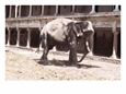 Elephant Walking, India
