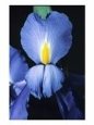 Blue and Yellow Violet with Green Leaves