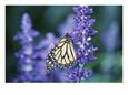 Butterfly on Purple Flower