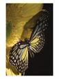 Black and Yellow Butterfly on Yellow Flower