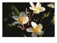 Yellow and White Flowers in India