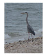 Henry the Heron