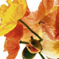 Poppies I