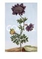 19th Century European Print of a Black Flower with a Butterfly
