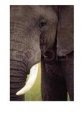 Head of African Elephant