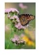 Queen Butterfly on Gregg