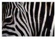 Close-Up of Zebra Stripes