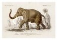Indian Elephant