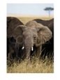 Elephant Calf