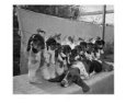 Bassett Hounds Sitting in a Line