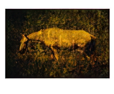 Horse in a Field