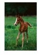 Arabian Colt Standing in Pasture