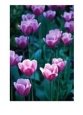 Pink Tulips