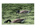 Serenity Art on the Verge Animals