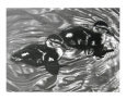 Two Ducklings Art on the Verge Animals