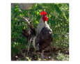 NM San Marcos Cafe and Feed Store Rooster Art on the Verge Animals