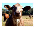 Flossy The Curious Cow