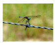 Dragon Fly Art on the Verge Animals