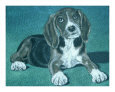 Beagle in Prismacolor