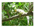 Wildlife in the Tropics Art on the Verge Animals
