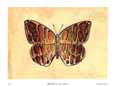 Butterfly I Bugs & Insects Butterflies & Moths
