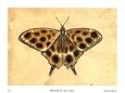 Butterfly II