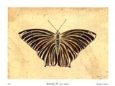 Butterfly III