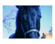 Freisian horse