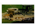 Bassets Basking in the Sun