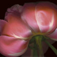 Peony