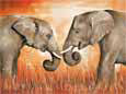 Elephant Kiss