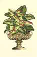 Classic Foliage II