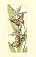 Butterfly Beauty I