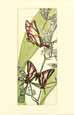 Butterfly Beauty II Bugs & Insects Butterflies & Moths
