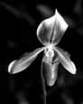 Orchid