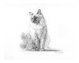 Birman Cat