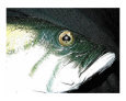 POKER ARTS DECOR SPADE EYES - FISH EYES - WPT WSOP POPULAR LAS VEGAS