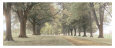Avenue of Trees Scenic Streets & Roadways
