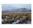 Sage Brush under the mountain