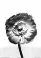 Translucent Poppy I