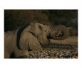 Elephant #1