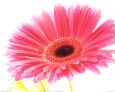 Magenta Gerbera